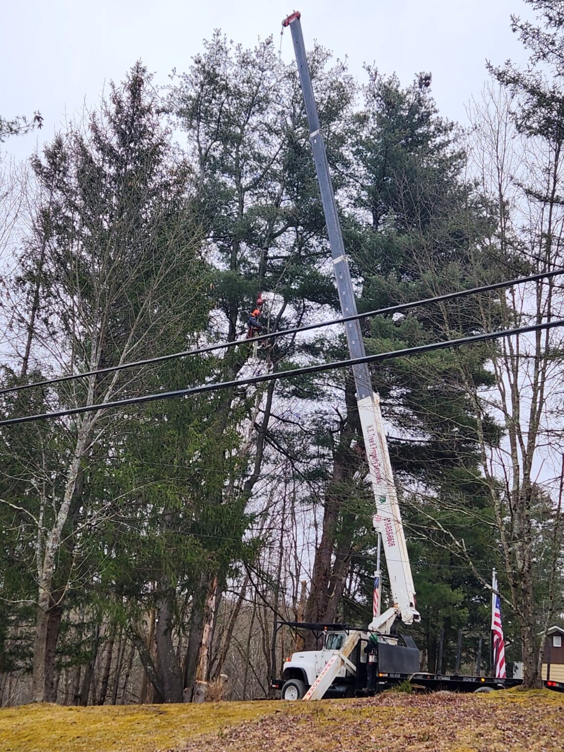 Crane-Assisted Tree Removal Services In The Capital Region | NE Tree ...